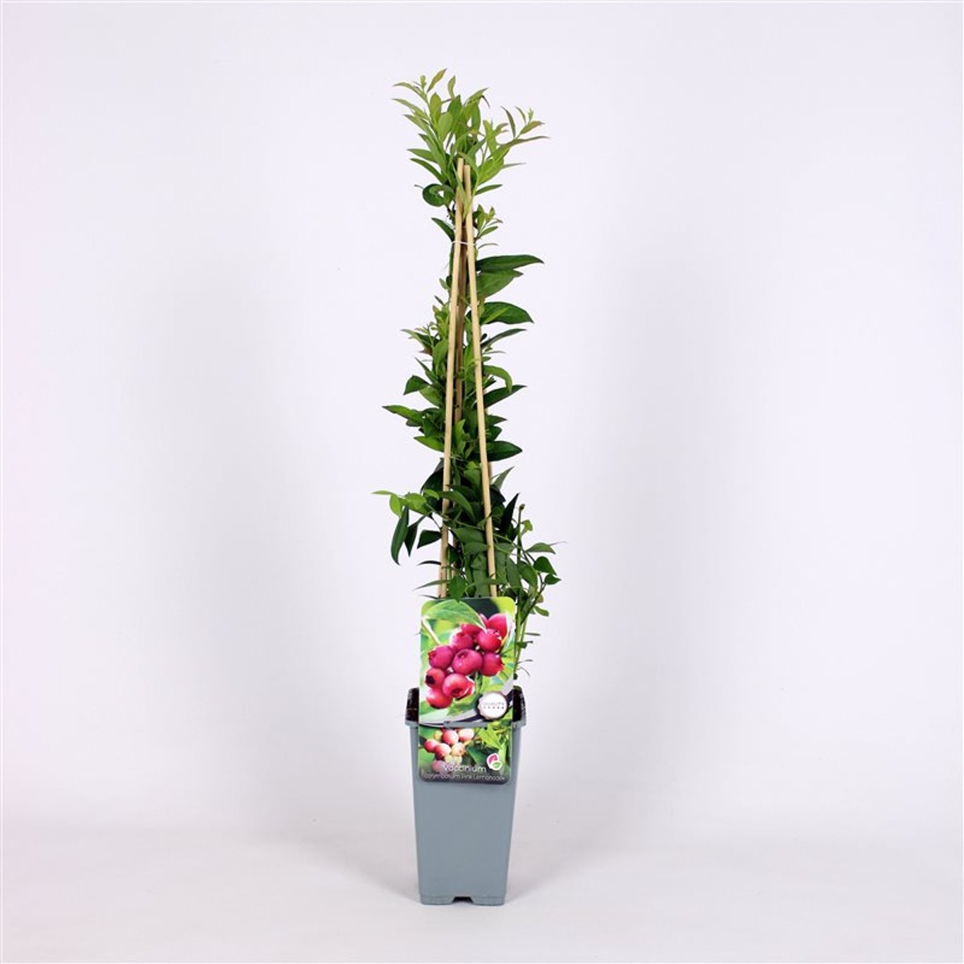 Vaccinium c. 'Pink Lemonade' - C2 70/+ CM